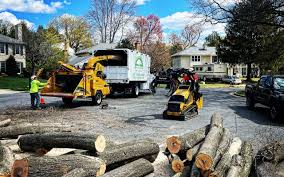 How Our Tree Care Process Works  in  Sinton, TX